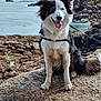 animal, border_collie, cloud, coastline, dog, ears_up, fur, happy, heterochromia, landscape, leash, nature, outdoor, pet, rock, seaside, sitting, sky, tongue_out, water