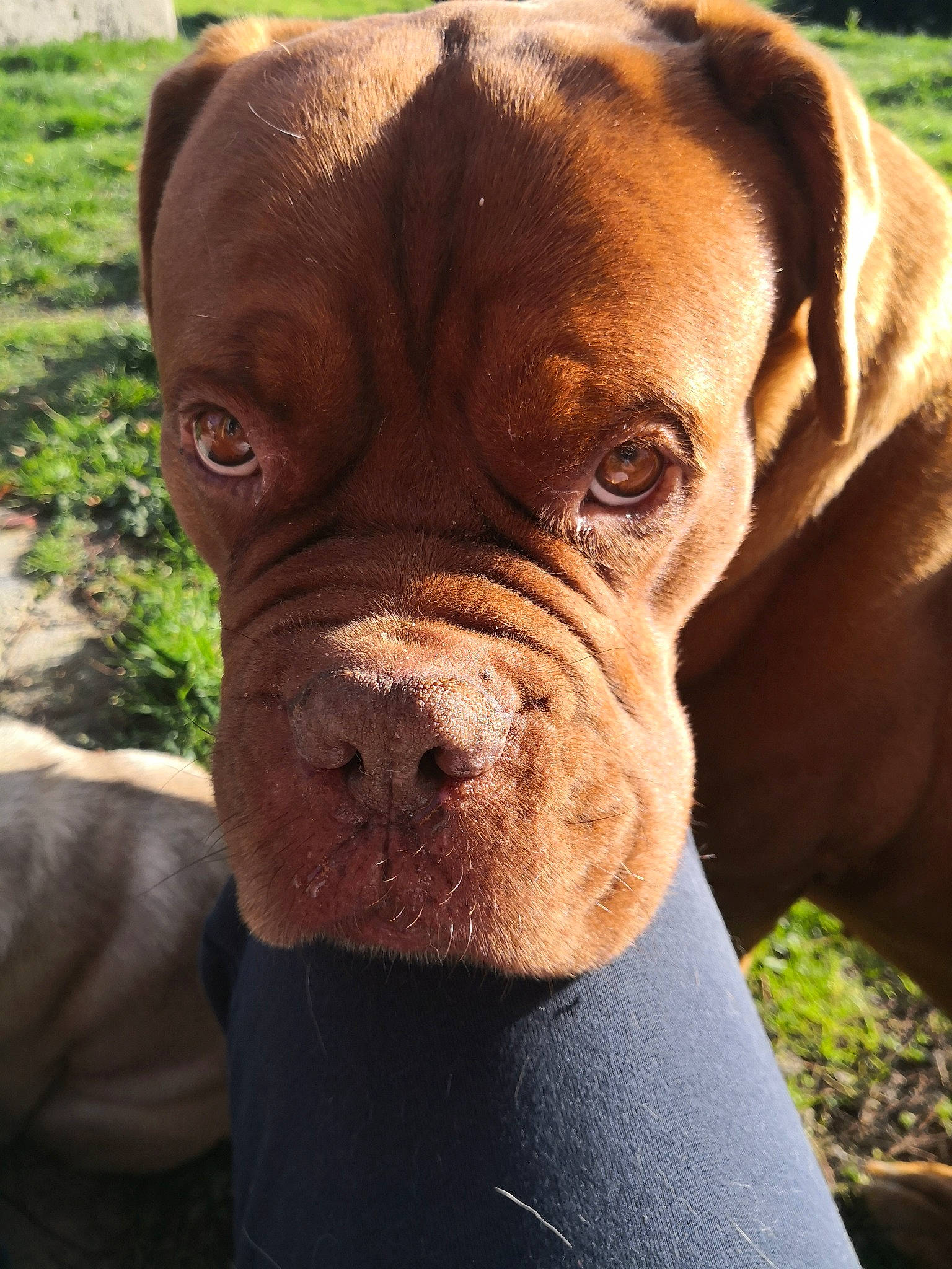 Bulle participe au concours pour gagner de l'argent avec cette photo : canidae, carnivore, close_up, collar, companion_dog, dog, dog_breed, dog_collar, ear, eye, fawn, grass, liver, plant, snout, sporting_group, terrestrial_animal, whiskers, working_animal, wrinkle