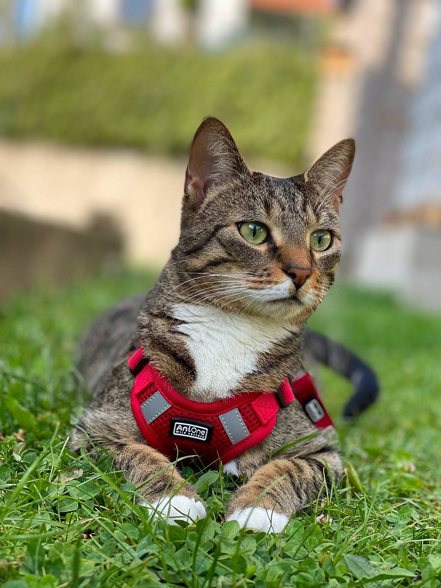 Holy a rejoint le concours — aidez-le/la à gagner de superbes lots ! art, carnivore, cat, collar, domestic_short_haired_cat, fawn, felidae, fur, grass, grassland, leash, paw, plant, small_to_medium_sized_cats, snout, tail, terrestrial_animal, tree, whiskers, wildlife