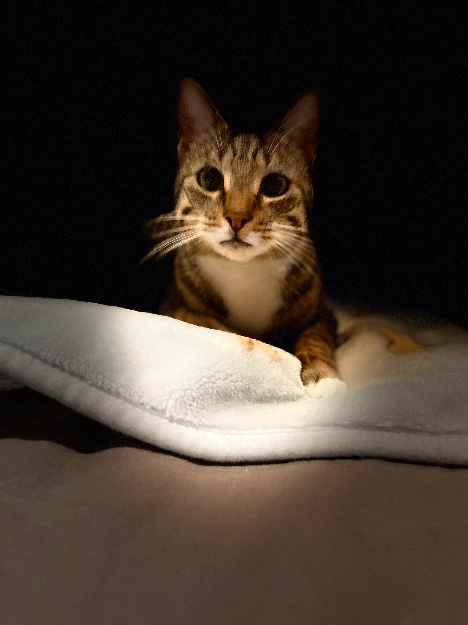 Holy a rejoint le concours — aidez-le/la à gagner de superbes lots ! bed, bed_sheet, bedding, brown, carnivore, cat, claw, comfort, darkness, domestic_short_haired_cat, fawn, felidae, fur, linens, paw, small_to_medium_sized_cats, snout, still_life_photography, terrestrial_animal, whiskers