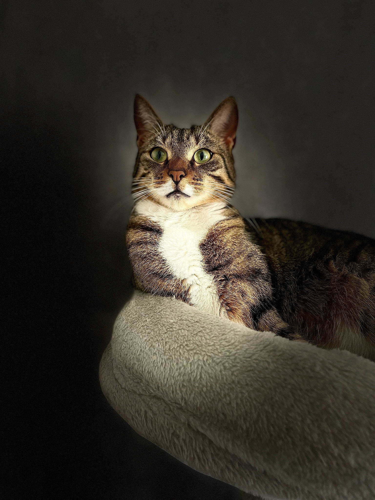 Holy a rejoint le concours — aidez-le/la à gagner de superbes lots ! carnivore, cat, comfort, darkness, domestic_short_haired_cat, eye, felidae, fur, head, paw, sitting, small_to_medium_sized_cats, tail, terrestrial_animal, tree, whiskers, wildlife