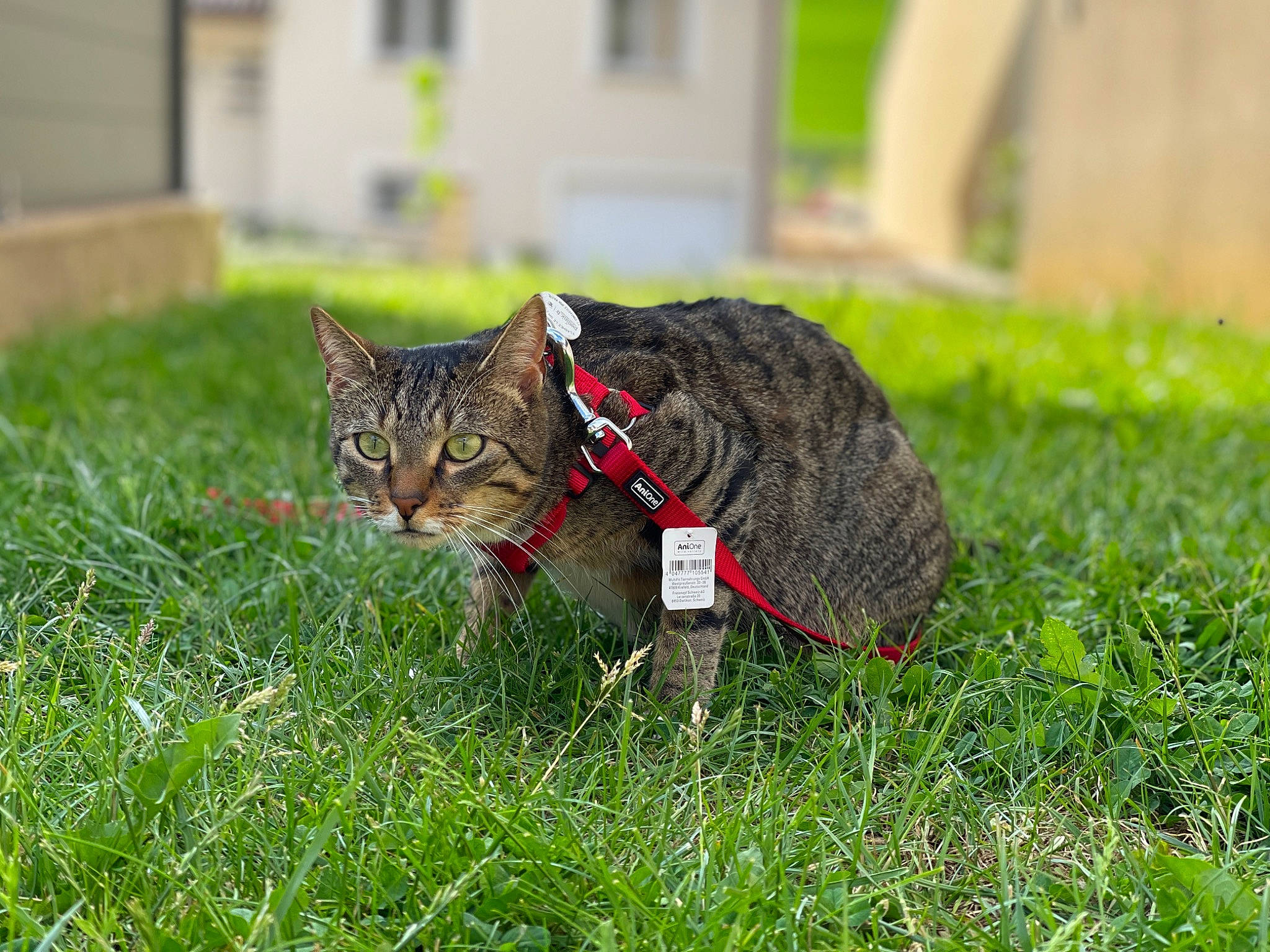 Holy a rejoint le concours — aidez-le/la à gagner de superbes lots ! carnivore, cat, collar, domestic_short_haired_cat, eye, fawn, felidae, fur, glasses, grass, grassland, groundcover, lawn, plant, small_to_medium_sized_cats, snout, tail, terrestrial_animal, tree, whiskers