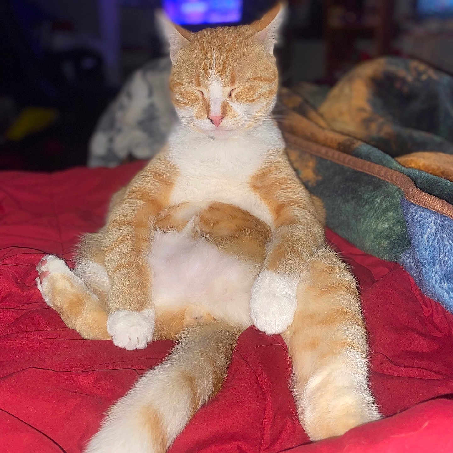 Sparky is registered to the contest to win money with this photo: abyssinian, animal, bed, canine, cat, computerhardware, couch, cushion, dog, electronics, furniture, hardware, homedecor, indoors, kitten, manx, monitor, pet, screen, tv