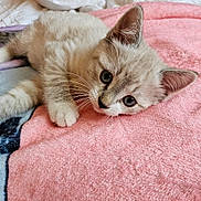 Chloe is registered to the contest to win money with this photo: bed, blanket, blue_eyes, cat, closeup, cozy, cute, domestic, ears, feline, fur, indoor, kitten, paw, pet, pink_blanket, playful, portrait, resting, whiskers