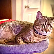 Mr Meow Meow is registered to the contest to win money with this photo: cat, tabby_cat, pet, cat_bed, feline, whiskers, collar, ears, eyes, fur, indoor, pet_bed, portrait, closeup, relaxed, home_interior, furniture, domestic_animal, cozy, warm_lighting