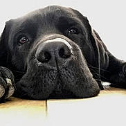 Marvel participe au concours pour gagner de l'argent avec cette photo : dog, black_dog, close_up, lying_down, paws, floor, pet, animal, canine, resting, portrait, indoor, fur, snout, nose, eyes, relaxed, cute, companion, domestic_animal