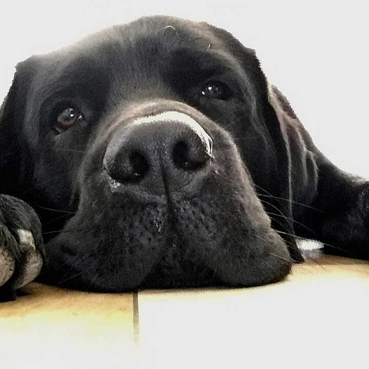 Marvel participe au concours pour gagner de l'argent avec cette photo : dog, black_dog, close_up, lying_down, paws, floor, pet, animal, canine, resting, portrait, indoor, fur, snout, nose, eyes, relaxed, cute, companion, domestic_animal