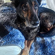 Sasha is registered to the contest to win money with this photo: animal, black, blanket, brown, comfort, couch, crossed_paws, dog, ears, eyes, fur, furry, home, indoor, paws, pet, relaxing, resting, smartphone, snout