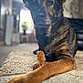 Sasha is registered to the contest to win money with this photo: dog, pet, animal, indoor, carpet, brown_fur, black_fur, paw, portrait, blurred_background, laying_down, focused_gaze, ears_up, close_up, domestic, canine, home, furniture, natural_light, relaxed