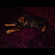 Sasha joined the competition — help win amazing prizes! puppy, dog, animal, pet, lying_down, carpet, indoor, brown, black, fur, cute, young, small, ears, floor, resting, domestic, canine, looking_away, quiet