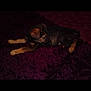 puppy, dog, animal, pet, lying_down, carpet, indoor, brown, black, fur, cute, young, small, ears, floor, resting, domestic, canine, looking_away, quiet