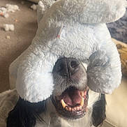 Poppy is registered to the contest to win money with this photo: animal, black_and_white, carpet, cheerful, close_up, couch, cute, dog, funny, fur, happy, indoor, living_room, mouth_open, nose, pet, playful, stuffed_toy, teeth, toy