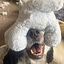 animal, black_and_white, carpet, cheerful, close_up, couch, cute, dog, funny, fur, happy, indoor, living_room, mouth_open, nose, pet, playful, stuffed_toy, teeth, toy