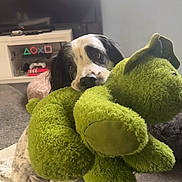 Poppy is registered to the contest to win money with this photo: dog, plush_toy, green_toy, carpet, living_room, television, gaming_console, window, curtains, black_and_white_dog, pet, indoor, cute, playful, animal, fur, ears, floor, home, toy
