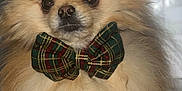 Scotty participe au concours pour gagner de l'argent avec cette photo : accessories, animal, bowtie, canine, cockerspaniel, dog, eskimodog, face, formalwear, head, necktie, papillon, person, pet, photography, portrait, puppy, tie, whitedog