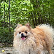 Scotty participe au concours pour gagner de l'argent avec cette photo : dog, pomernian, fluffy, outdoor, forest, wood, leaves, nature, happy, pet, animal, tongue_out, fur, small_dog, standing, greenery, daylight, canine, cute, smiling