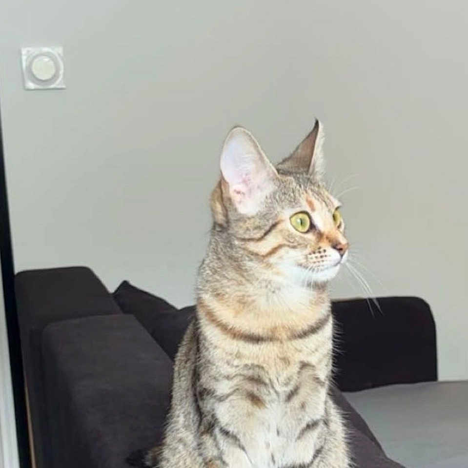 Luna participe au concours pour gagner de l'argent avec cette photo : animal, cat, couch, curious, domestic_cat, ears, feline, fur, furniture, green_eyes, house, indoor, living_room, looking, paws, pet, resting, sitting, tabby_cat, whiskers