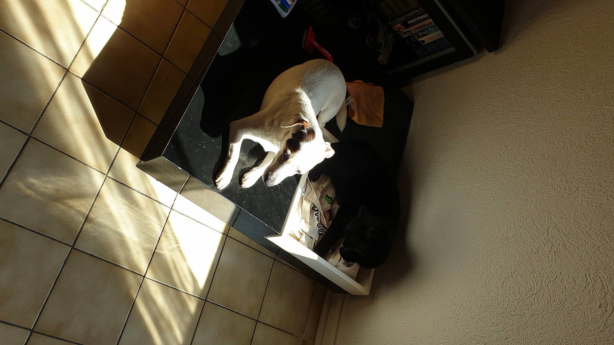 Sushi participe au concours pour gagner de l'argent avec cette photo : art, audio_equipment, automotive_design, bone, canidae, carnivore, ceiling, darkness, dog_breed, fawn, floor, flooring, room, shadow, snout, space, sporting_group, tile, tints_and_shades, wood