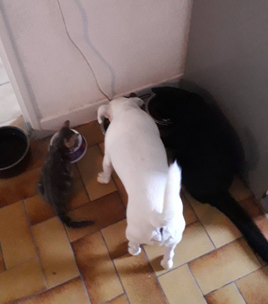 Sushi a rejoint le concours — aidez-le/la à gagner de superbes lots ! carnivore, cat, comfort, companion_dog, dog_breed, felidae, floor, flooring, fur, hardwood, household_supply, laminate_flooring, mammal, pet_supply, room, small_to_medium_sized_cats, tail, whiskers, wood, wood_flooring