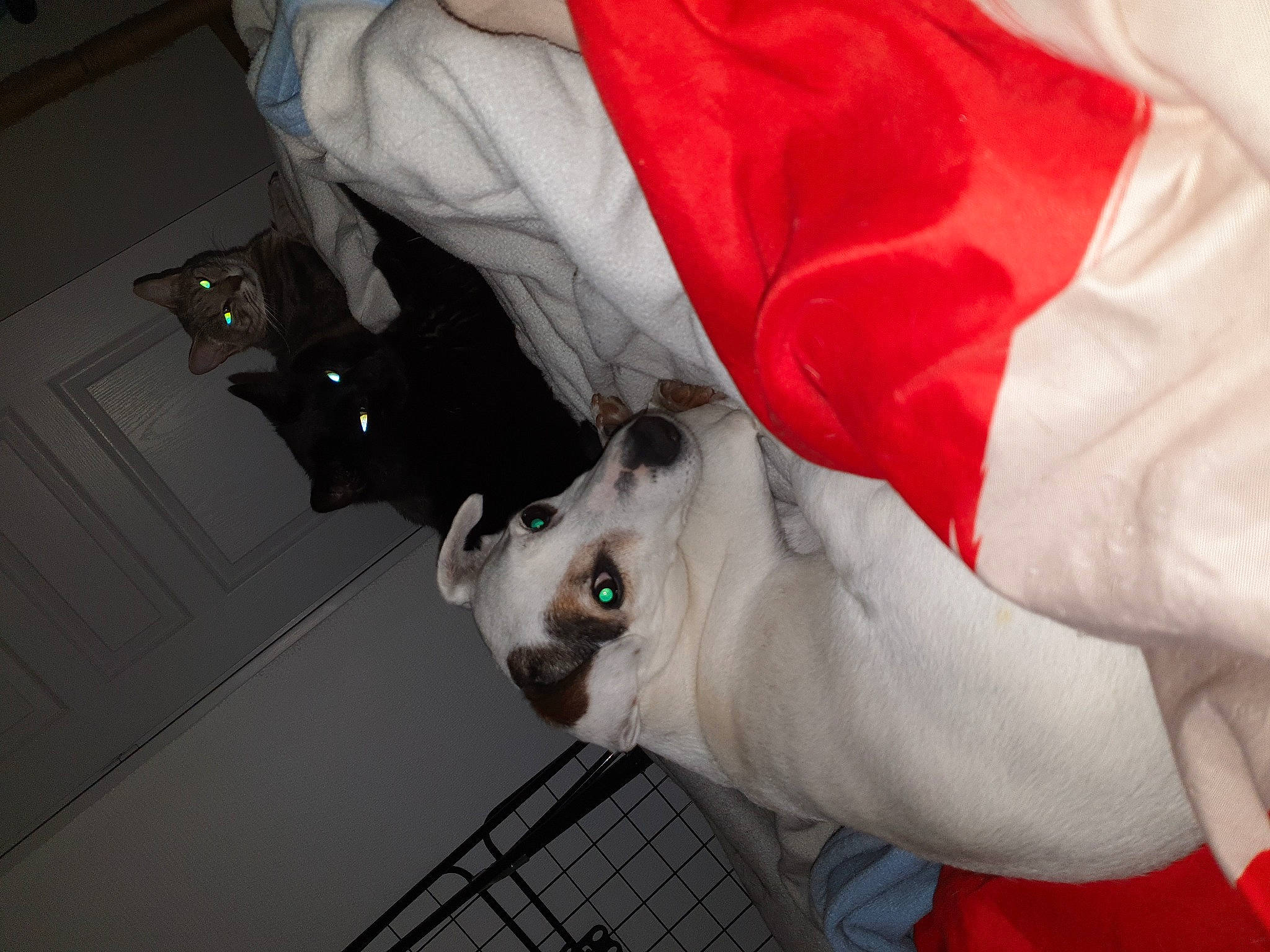 Sushi a rejoint le concours — aidez-le/la à gagner de superbes lots ! canidae, carmine, carnivore, chest, companion_dog, dog, dog_breed, elbow, event, fawn, fictional_character, formal_wear, fur, gesture, jaw, non_sporting_group, snout, sporting_group, tie, whiskers