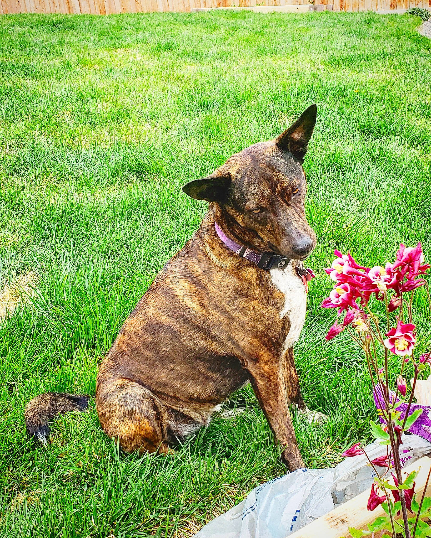 Olivia joined the competition — help win amazing prizes! annual_plant, canidae, carnivore, collar, dog, dog_breed, fawn, flower, grass, groundcover, herbaceous_plant, houseplant, liver, petal, plant, snout, terrestrial_animal, terrestrial_plant, whiskers, working_animal