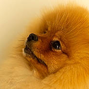 Ruby participe au concours pour gagner de l'argent avec cette photo : dog, pomeranian, fluffy, close_up, portrait, orange_fur, pet, canine, cute, animal, furry, looking_up, soft_background, warm_colors, whiskers, snout, adorable, domestic_animal, companion, mammal