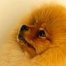 adorable, animal, canine, close_up, companion, cute, dog, domestic_animal, fluffy, furry, looking_up, mammal, orange_fur, pet, pomeranian, portrait, snout, soft_background, warm_colors, whiskers
