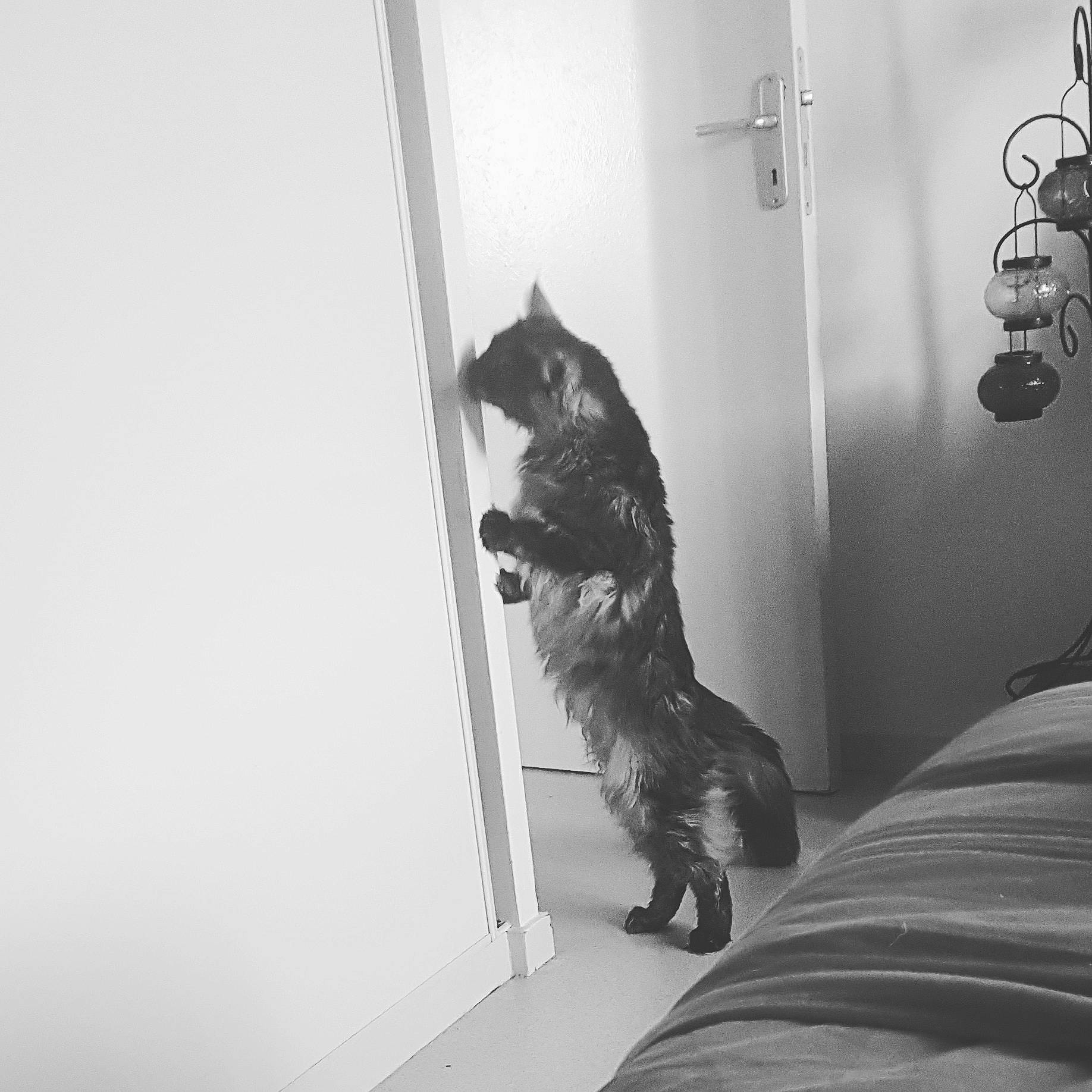 Atila a rejoint le concours — aidez-le/la à gagner de superbes lots ! black, black_and_white, black_cat, canidae, carnivore, cat, felidae, house, monochrome, monochrome_photography, room, small_to_medium_sized_cats, snapshot, stairs, style, tail, white