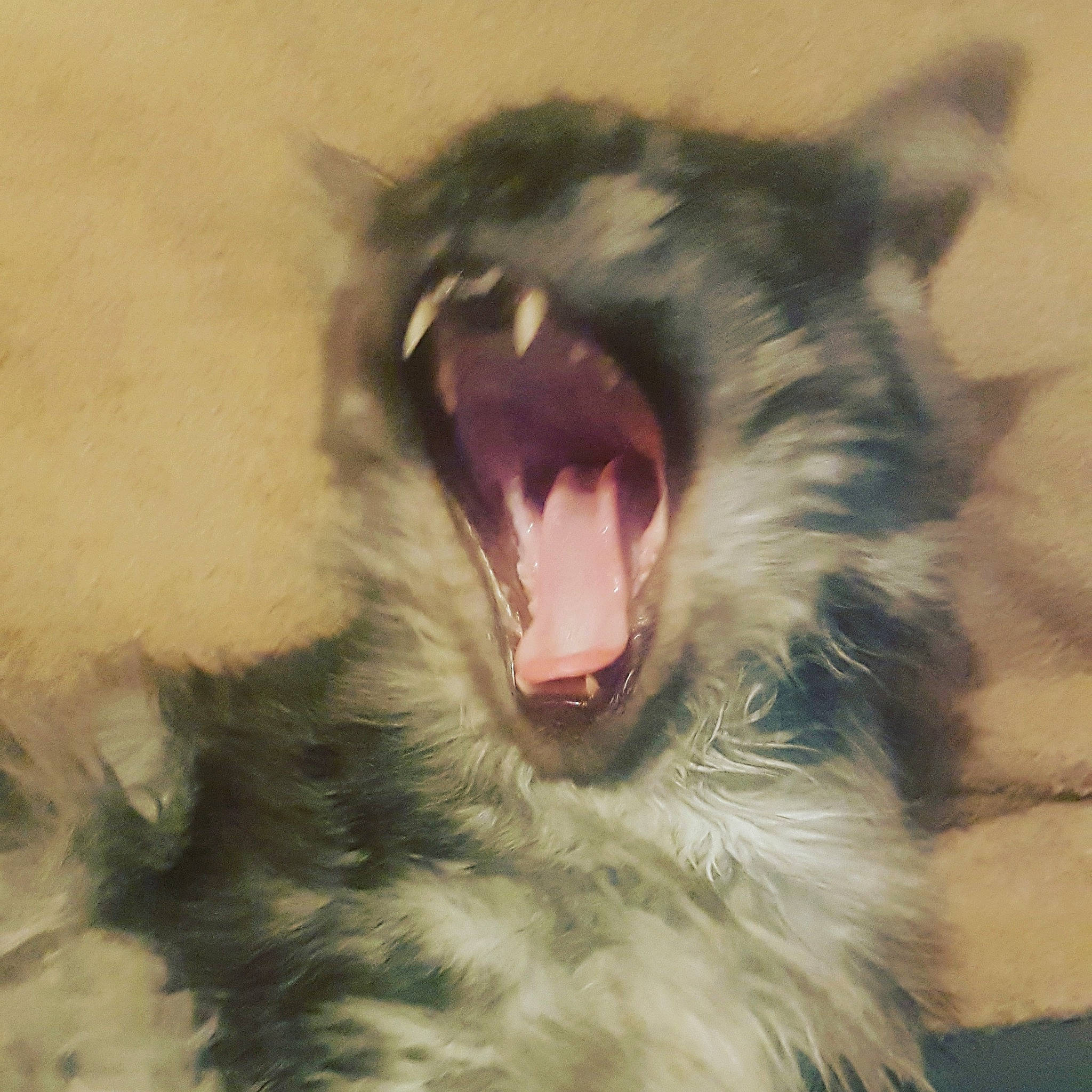 Atila a rejoint le concours — aidez-le/la à gagner de superbes lots ! border_collie, canidae, carnivore, close_up, dog, dog_breed, ear, eye, facial_expression, fang, fur, head, jaw, nose, organ, roar, snout, tooth, whiskers, yawn