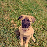 Sadie joined the competition — help win amazing prizes! accessories, animal, ball, boxer, bulldog, canine, dog, field, grass, grassland, green, hound, labradorretriever, lawn, nature, outdoors, pet, plant, puppy, strap