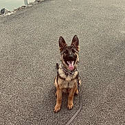Iris is registered to the contest to win money with this photo: asphalt, canine, chain_collar, collar, dog, ears_up, german_shepherd, happy, leash, outdoor, pavement, pet, playful, portrait, puppy, rocks, sidewalk, sitting, tongue_out, water