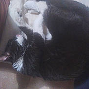 Bouchon participe au concours pour gagner de l'argent avec cette photo : cat, black_and_white, sleeping, curled_up, pet, feline, whiskers, paw, indoor, resting, cozy, soft_surface, cute, animal, domestic_cat, fur, relaxed, quiet, companion, nap