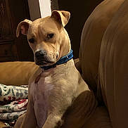Scooby joined the competition — help win amazing prizes! animal, blanket, brown, canine, collar, companion, couch, curious, dog, domestic, furniture, home, indoor, leather, looking, mammal, pet, portrait, relaxed, seated