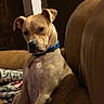 animal, blanket, brown, canine, collar, companion, couch, curious, dog, domestic, furniture, home, indoor, leather, looking, mammal, pet, portrait, relaxed, seated