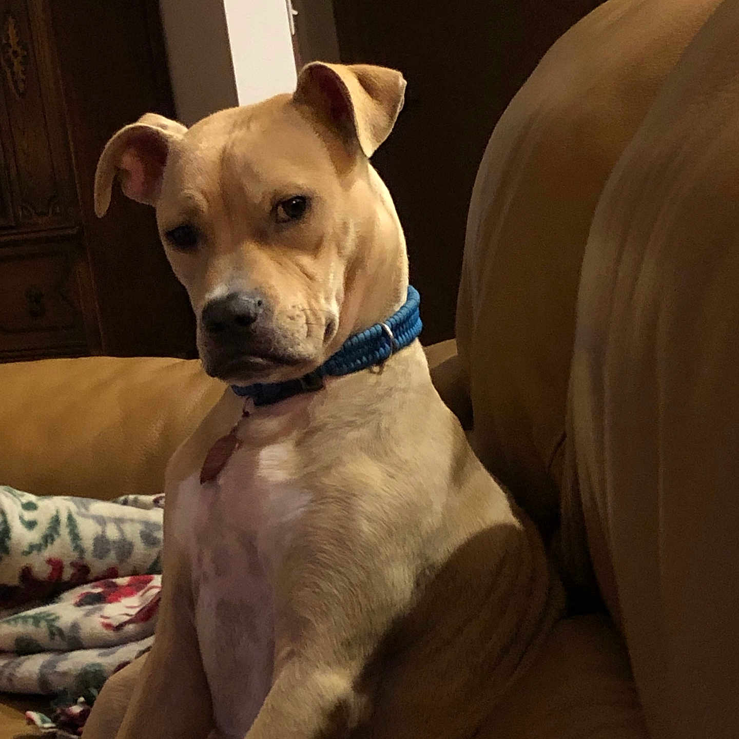 Scooby