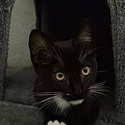 Luna Mittens is registered to the contest to win money with this photo: animal, black_fur, cat, closeup, cozy, curious, cute, dark_background, feline, indoor, kitten, looking, pet, portrait, resting, soft_texture, tuxedo_cat, whiskers, white_paws, yellow_eyes