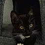 animal, black_fur, cat, closeup, cozy, curious, cute, dark_background, feline, indoor, kitten, looking, pet, portrait, resting, soft_texture, tuxedo_cat, whiskers, white_paws, yellow_eyes
