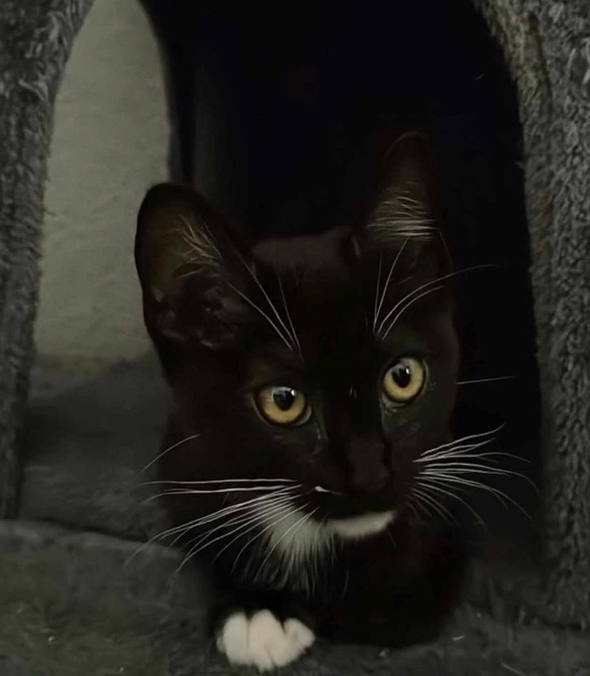 Luna Mittens is registered to the contest to win money with this photo: animal, black_fur, cat, closeup, cozy, curious, cute, dark_background, feline, indoor, kitten, looking, pet, portrait, resting, soft_texture, tuxedo_cat, whiskers, white_paws, yellow_eyes