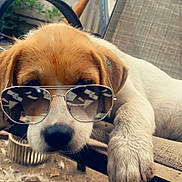 Dolly joined the competition — help win amazing prizes! animal, brown, chair, closeup, cute, dirt, dog, fence, metal, outdoor, paw, pet, playful, puppy, reflection, relaxing, shade, summer, sunglasses, white
