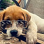 animal, brown, chair, closeup, cute, dirt, dog, fence, metal, outdoor, paw, pet, playful, puppy, reflection, relaxing, shade, summer, sunglasses, white