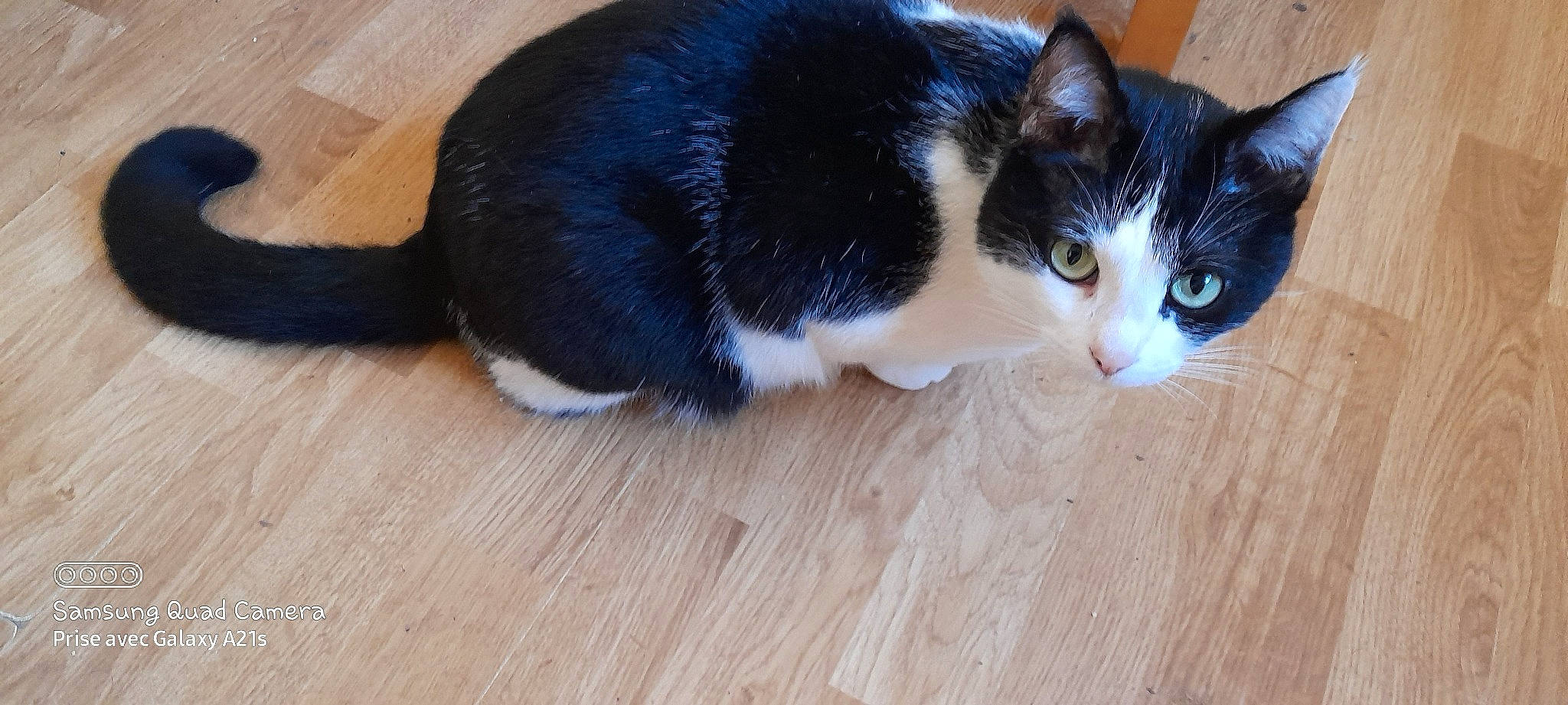 Charlot a rejoint le concours — aidez-le/la à gagner de superbes lots ! carnivore, cat, domestic_short_haired_cat, felidae, floor, flooring, foot, fur, hardwood, laminate_flooring, paw, plank, small_to_medium_sized_cats, snout, tail, varnish, whiskers, wood, wood_flooring, wood_stain