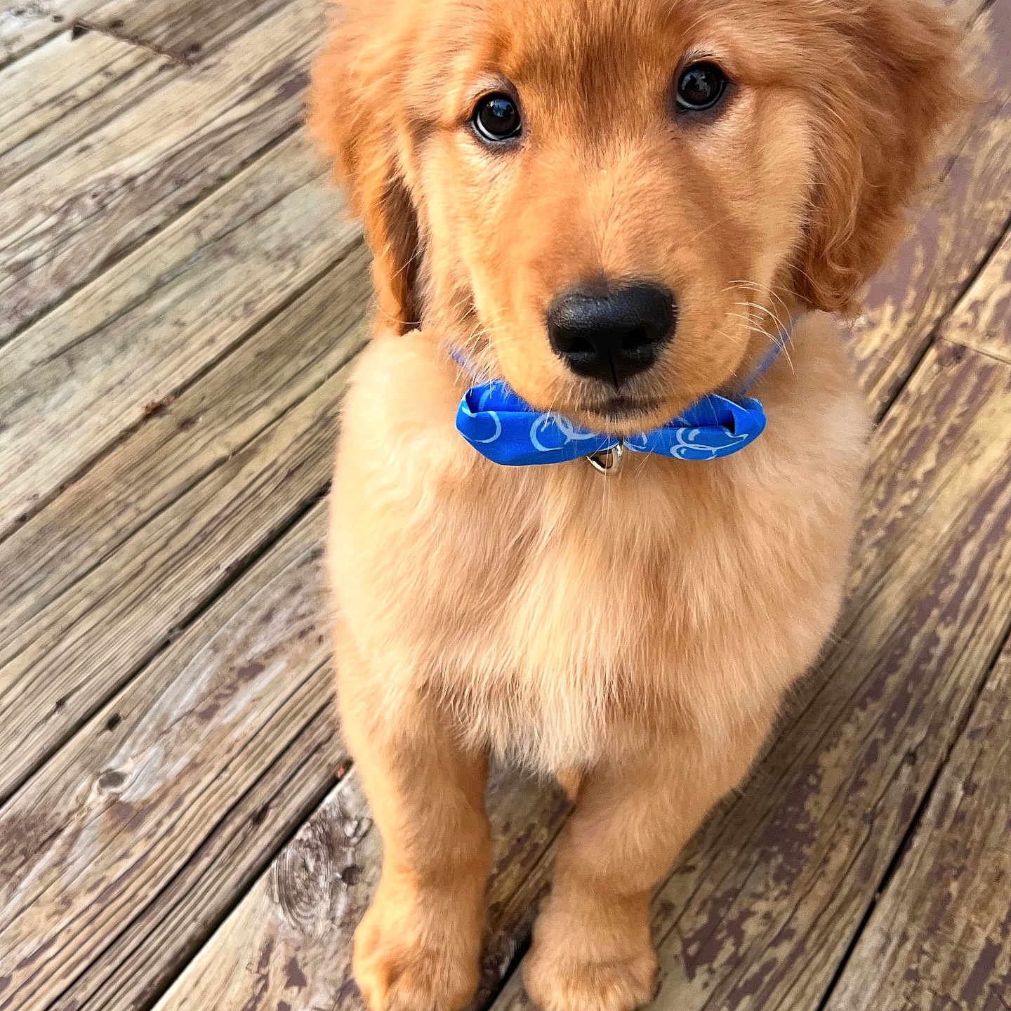 Bear joined the competition — help win amazing prizes! accessories, animal, architecture, boardwalk, bridge, building, canine, cockerspaniel, deck, dog, goldenretriever, hardwood, hound, house, housing, pet, puppy, water, waterfront, wood