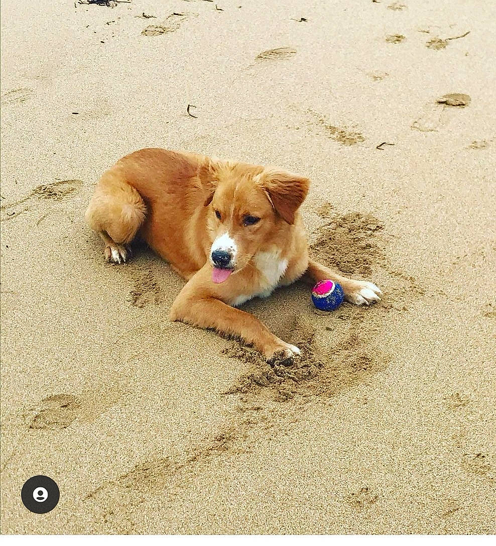 Lyli a rejoint le concours — aidez-le/la à gagner de superbes lots ! art, asphalt, beach, canidae, carnivore, companion_dog, dog, dog_breed, dog_supply, fawn, paw, pet_supply, road_surface, sand, snout, sporting_group, street_dog, tail, toy, working_animal