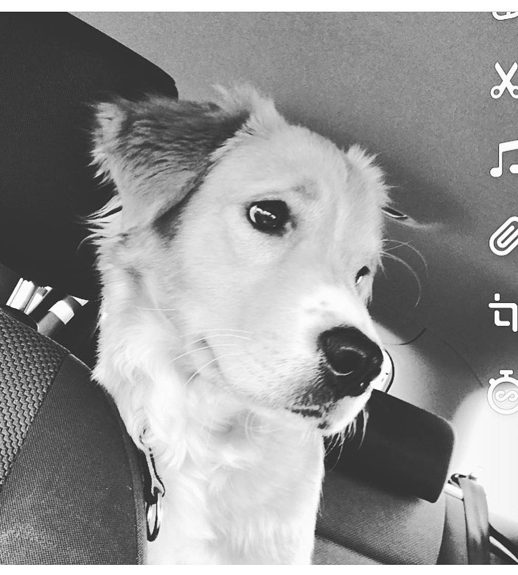 Lyli a rejoint le concours — aidez-le/la à gagner de superbes lots ! black_and_white, canidae, carnivore, collar, companion_dog, dog, dog_breed, font, fur, happy, monochrome, monochrome_photography, photo_caption, rectangle, sporting_group, stock_photography, style, whiskers, white, working_dog