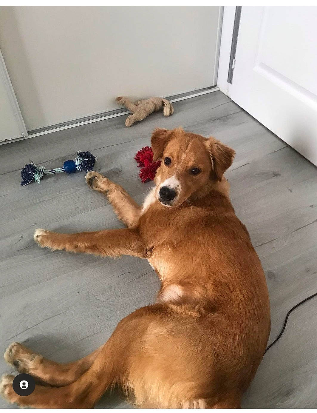 Lyli a rejoint le concours — aidez-le/la à gagner de superbes lots ! carnivore, collar, comfort, companion_dog, dog, dog_breed, dog_supply, fawn, floor, flooring, fur, hardwood, liver, paw, pet_supply, room, snout, tail, wood, working_animal