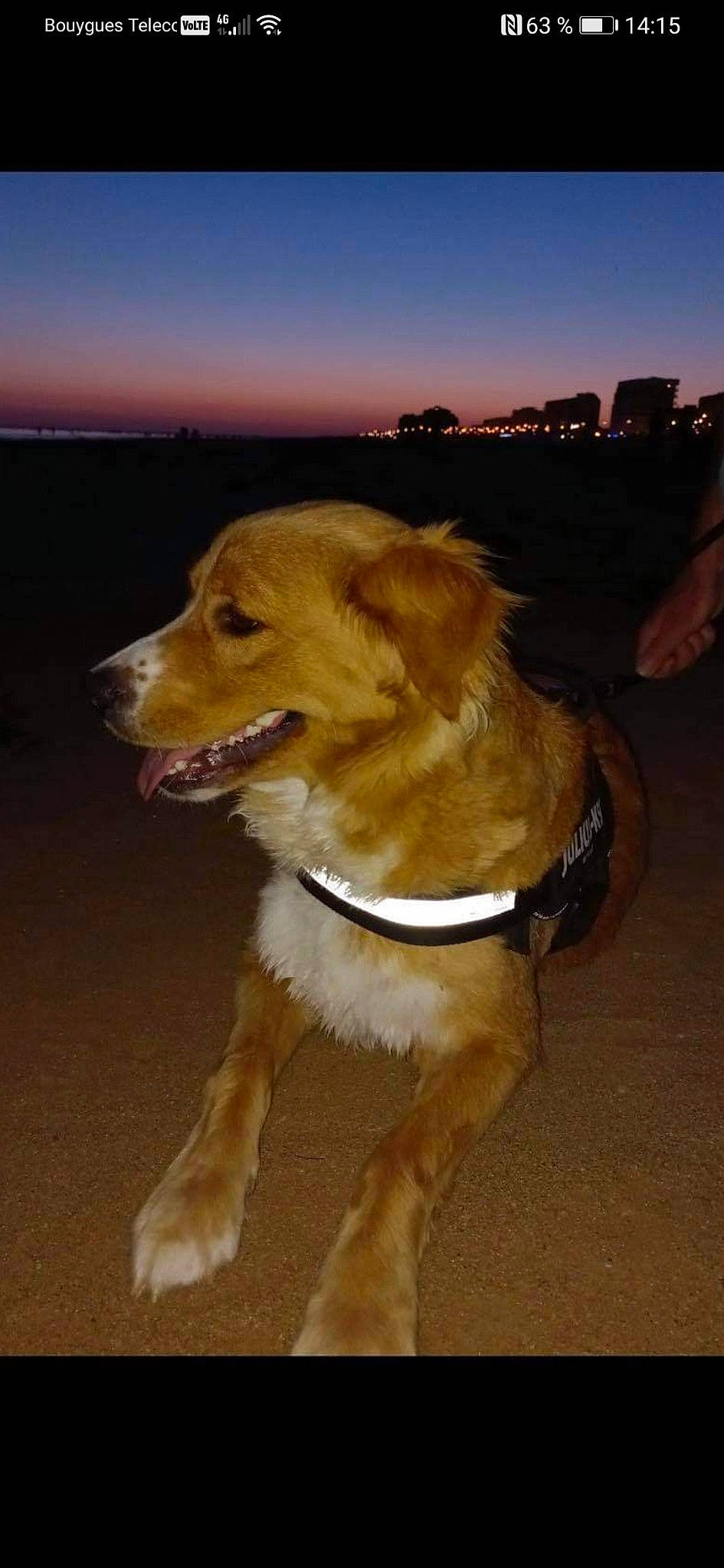 Lyli participe au concours pour gagner de l'argent avec cette photo : canidae, carnivore, collar, companion_dog, dog, dog_breed, dog_collar, fawn, fur, landscape, leash, paw, pet_supply, retriever, sky, snout, sporting_group, tail, whiskers, working_dog