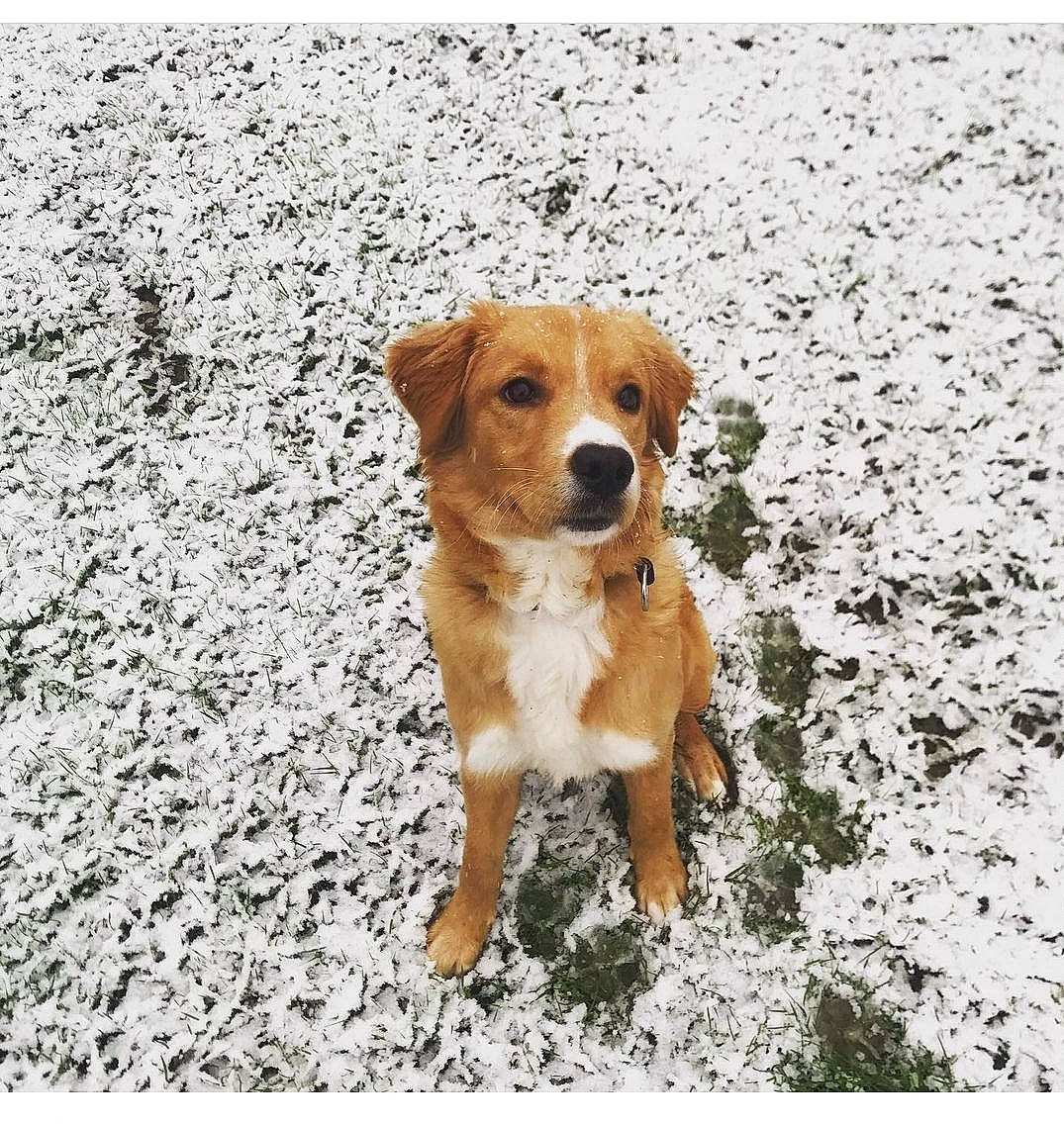 Lyli participe au concours pour gagner de l'argent avec cette photo : ancient_dog_breeds, asphalt, canidae, carnivore, collar, companion_dog, dog, dog_breed, hunting_dog, non_sporting_group, road_surface, soil, sporting_group, street_dog, whiskers, working_animal