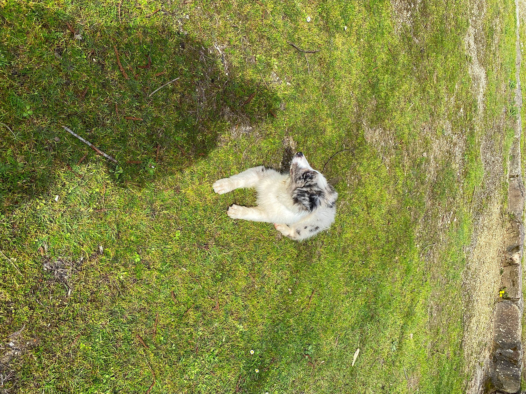 Tiago a rejoint le concours — aidez-le/la à gagner de superbes lots ! carnivore, companion_dog, dog, dog_breed, domestic_rabbit, field, grass, grass_family, grassland, groundcover, hare, lawn, meadow, pasture, plant, rabbit, rabbits_and_hares, shrub, sporting_group, tail