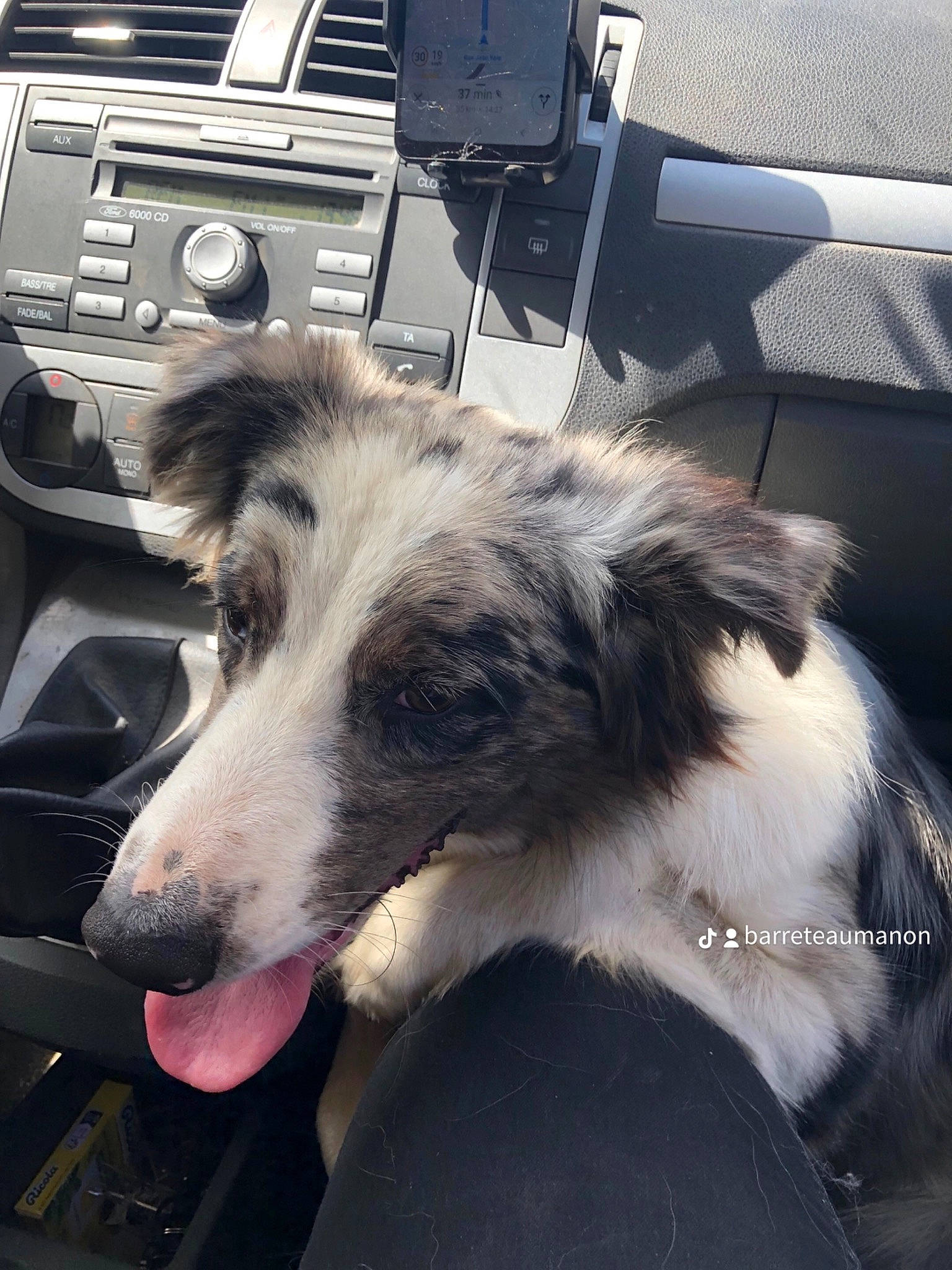 Tiago a rejoint le concours — aidez-le/la à gagner de superbes lots ! automotive_exterior, automotive_tire, bumper, canidae, carnivore, cloud, companion_dog, dog, dog_breed, family_car, fur, herding_dog, metal, motor_vehicle, photography, snout, sporting_group, windshield, working_animal, working_dog