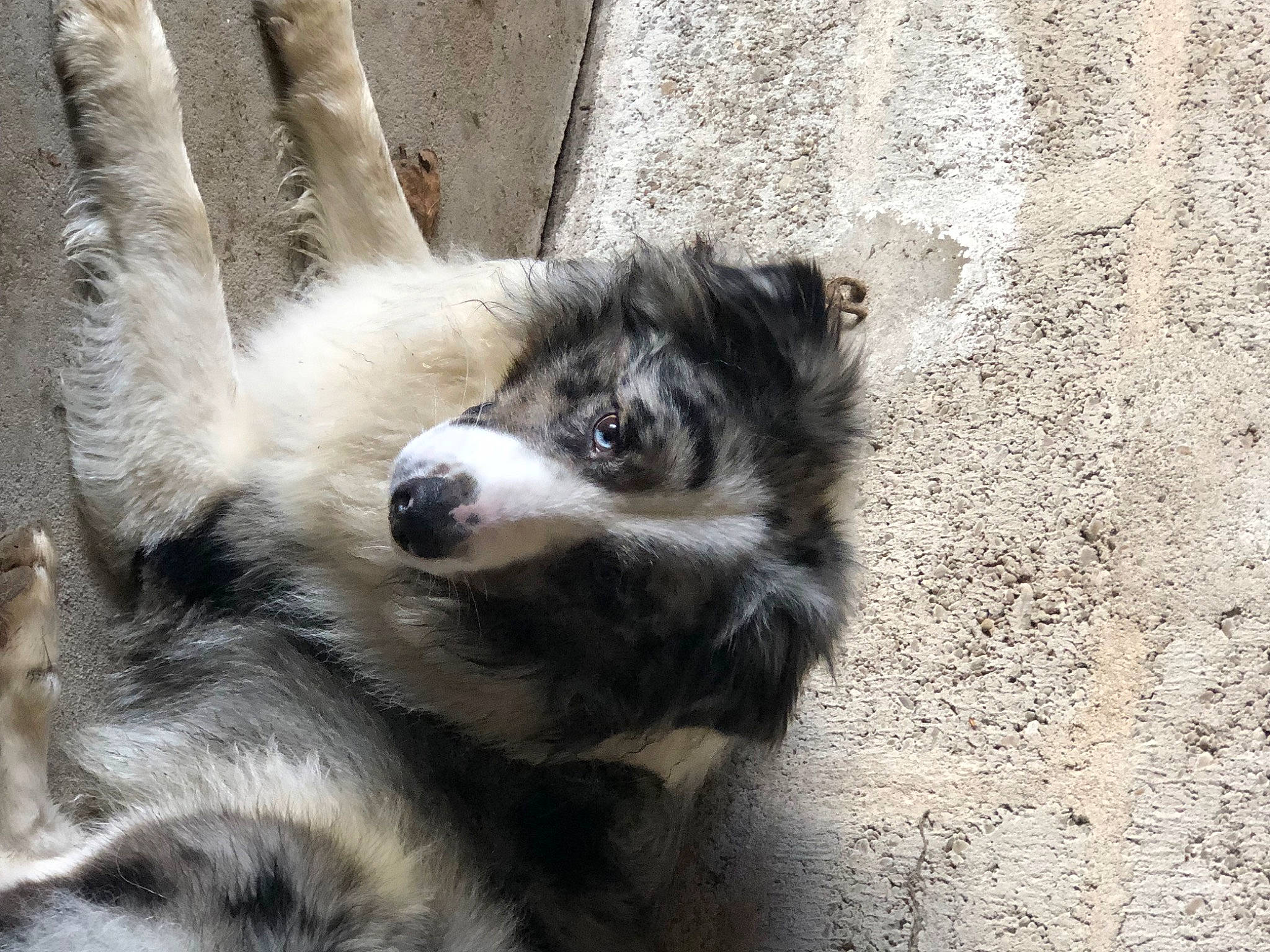 Tiago a rejoint le concours — aidez-le/la à gagner de superbes lots ! canidae, carnivore, claw, companion_dog, dog, dog_breed, fur, lycaon_pictus, primate, snout, sporting_group, tail, terrestrial_animal, whiskers, working_dog